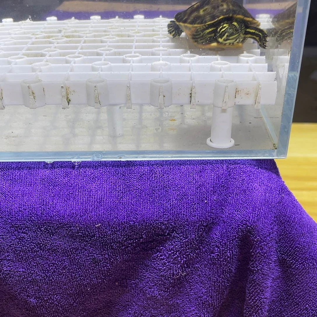 不分公母宠物龟火焰