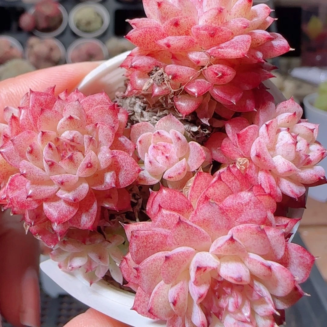 花语多肉1227-36红魔仙麦秆散