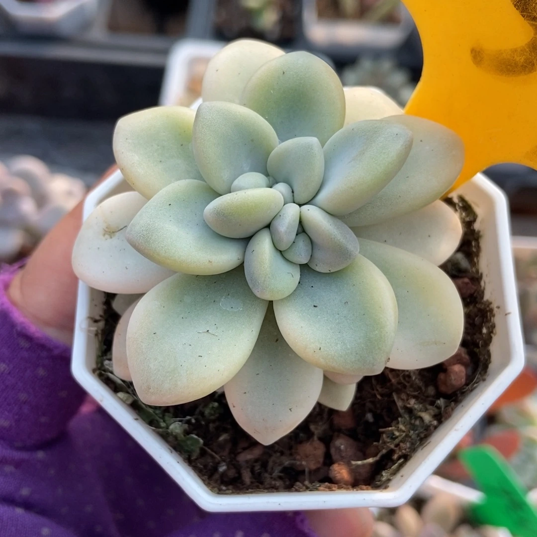 539艾伦锦多肉植物