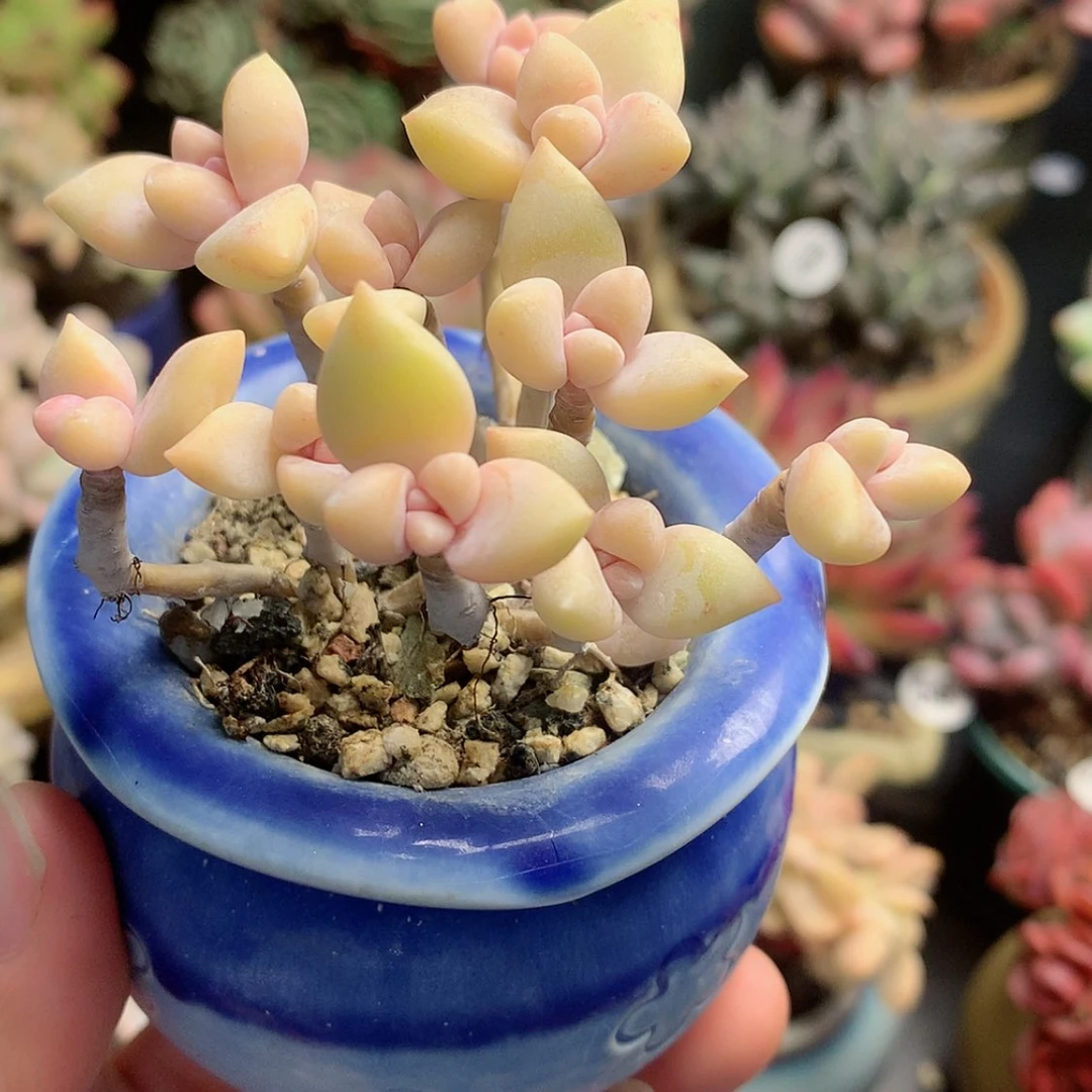 【闪购商品】名****艺名山带盆