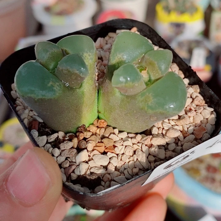 生石花花花花花花花440