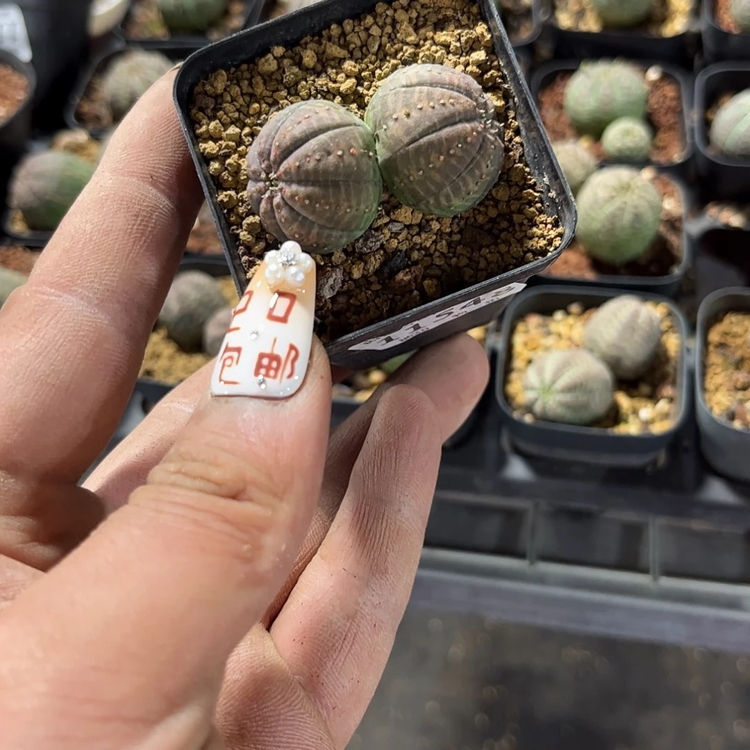 K****g11548一物一拍单头发货