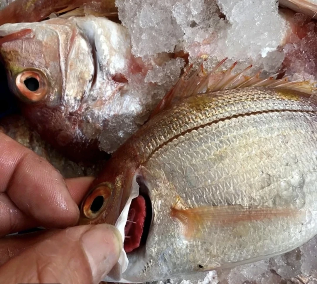 汕尾码头新鲜到港红立鱼真鲷鱼红鲷鱼