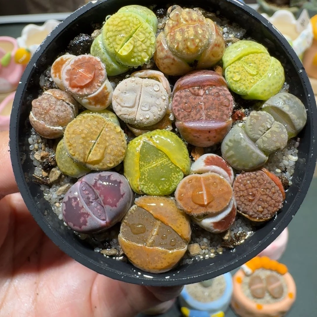 红陶蘑菇425彩拼