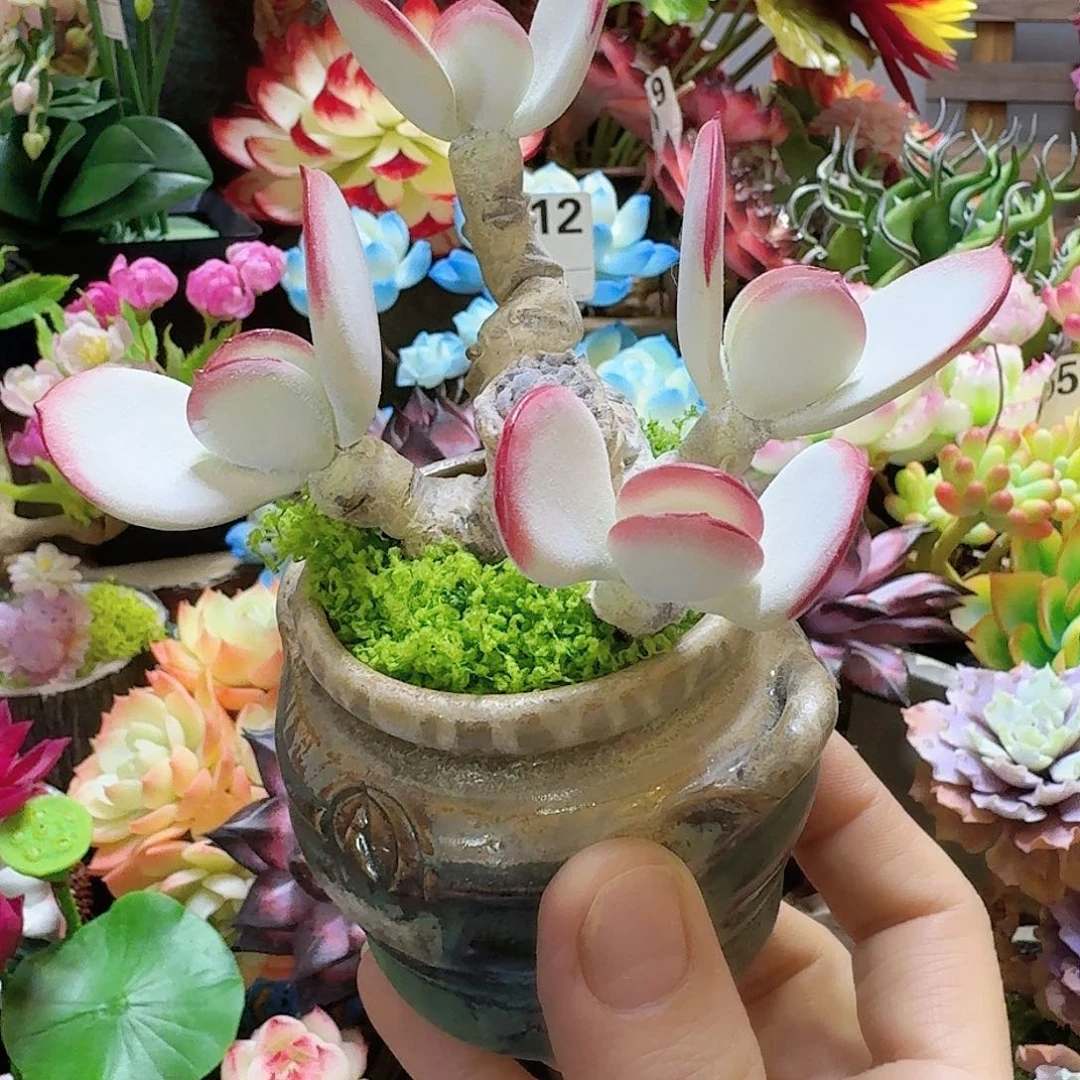 不含盆白眉白眉白眉