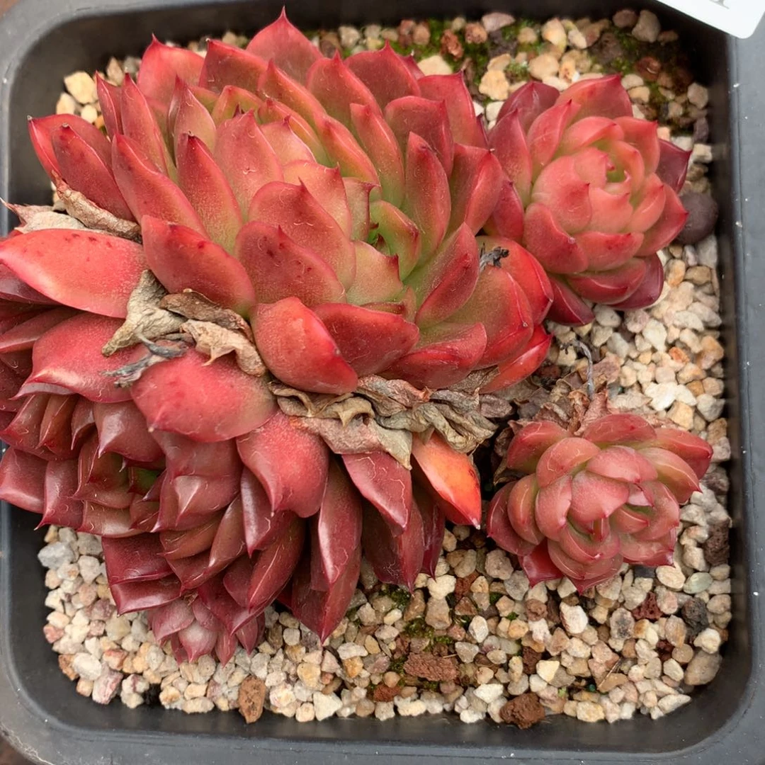 461杂交多肉老桩14冠