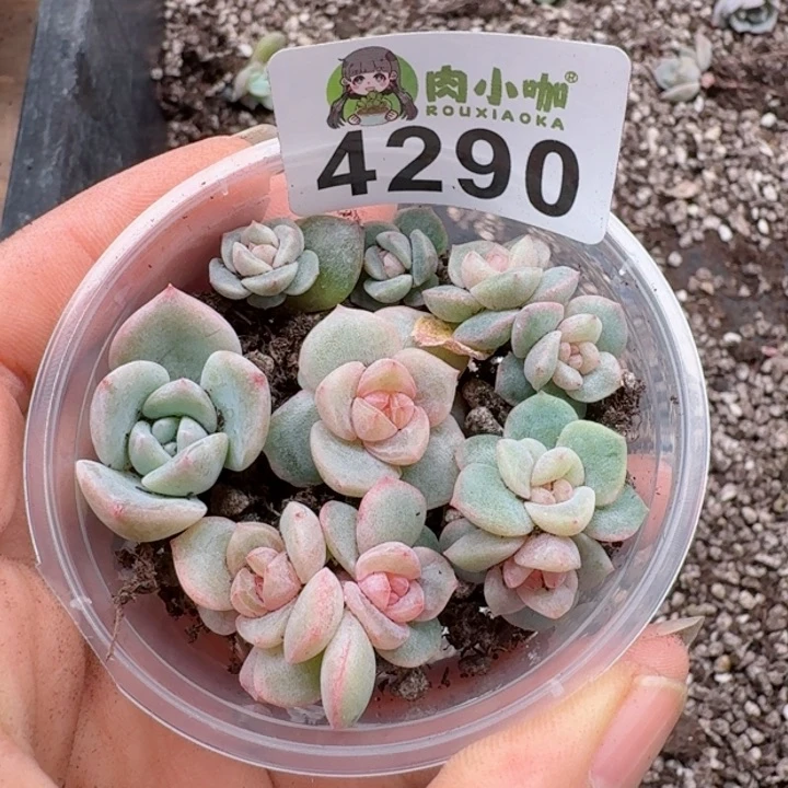 多肉植物多肉植物