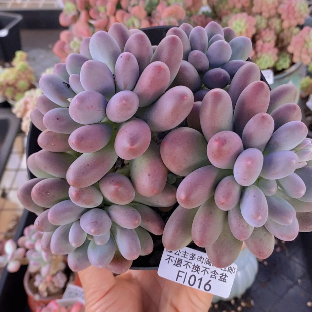 蛋黄奶14cm1016多肉植物