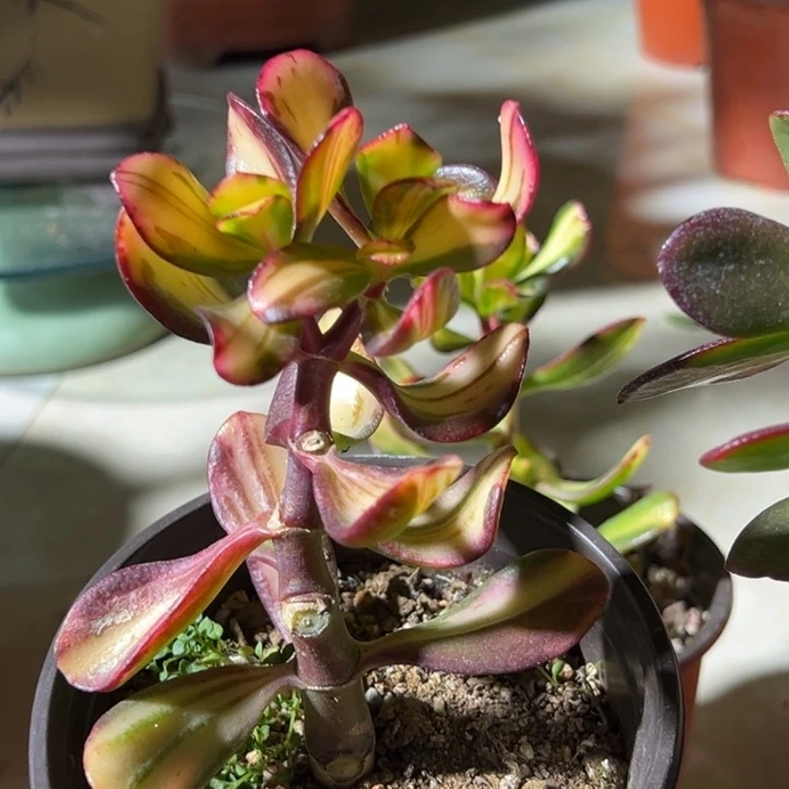 熊*卷叶E48脱土发