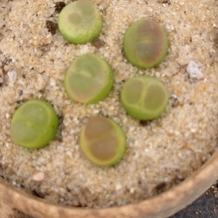 14514拉登样本一颗