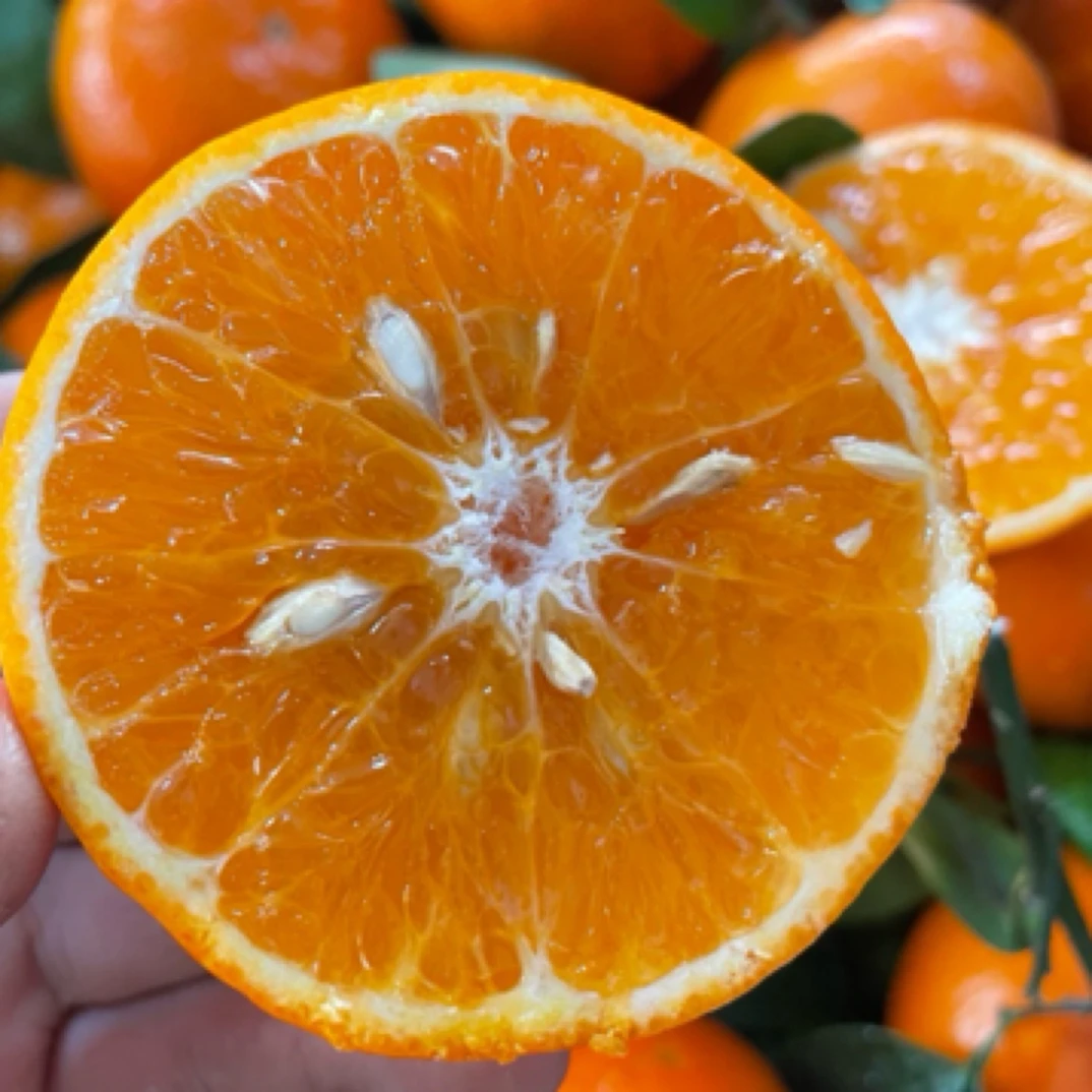 广西武鸣沃柑中大果一斤（凑单满38可送货）