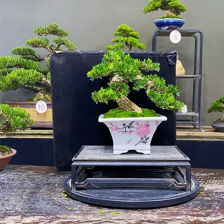 无花朵黄杨盆景四季常青