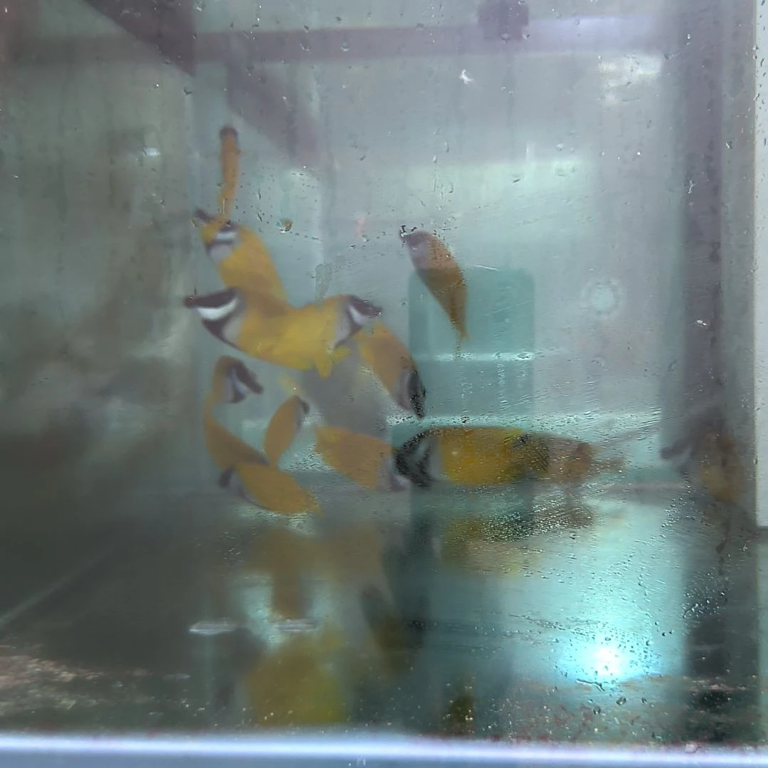 海水鱼黄狐狸9-11/6-77-上缸