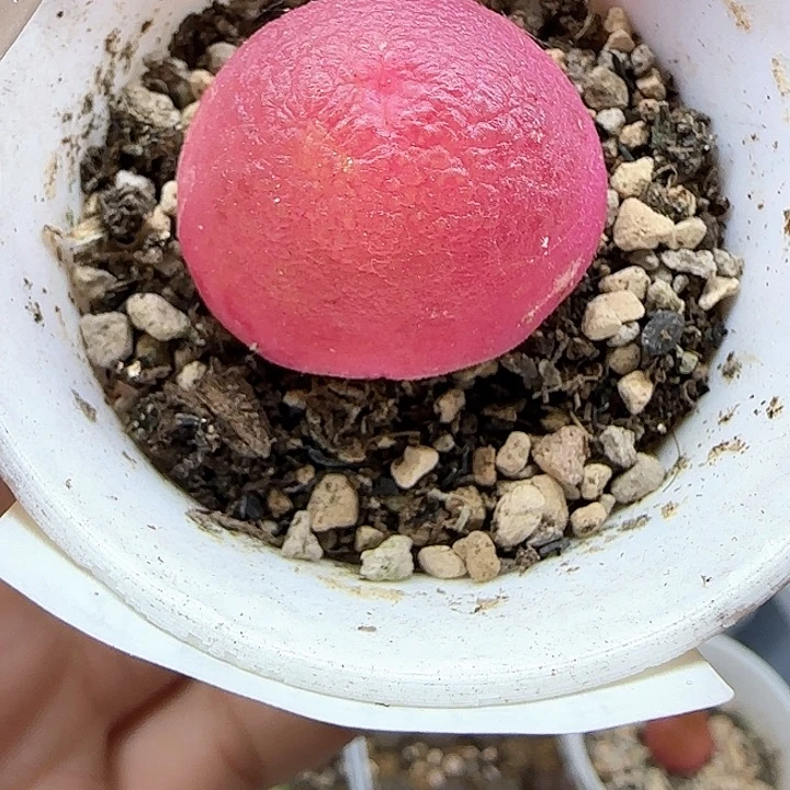 607灯泡尺寸2.7带盆土