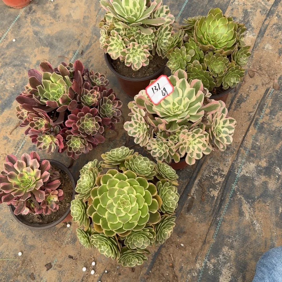 组合法师一物一拍131