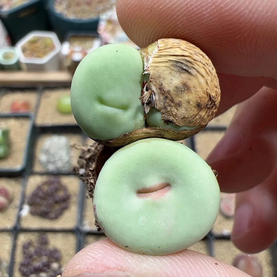 【闪购商品】41 红嘴