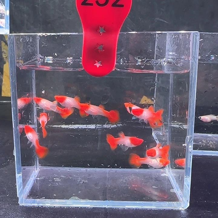 孔雀鱼252号，10条