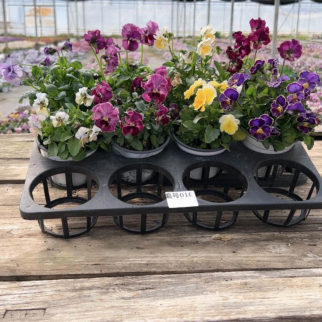 【闪购商品】010号