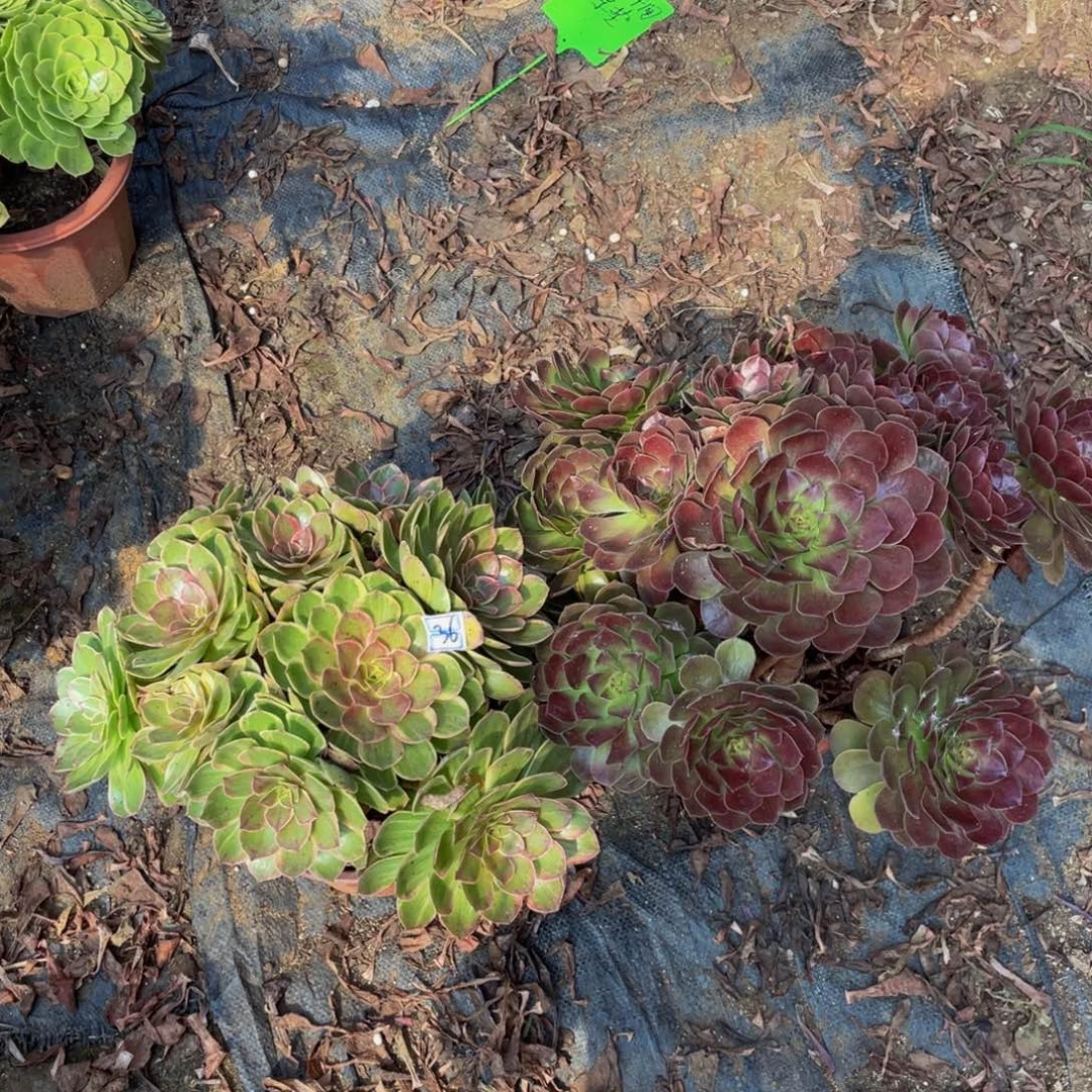 任***憨一对不包造型36鲜花老桩
