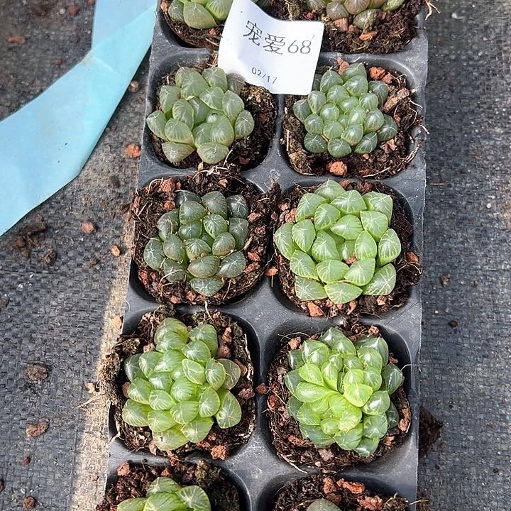 直播福利一物一拍68