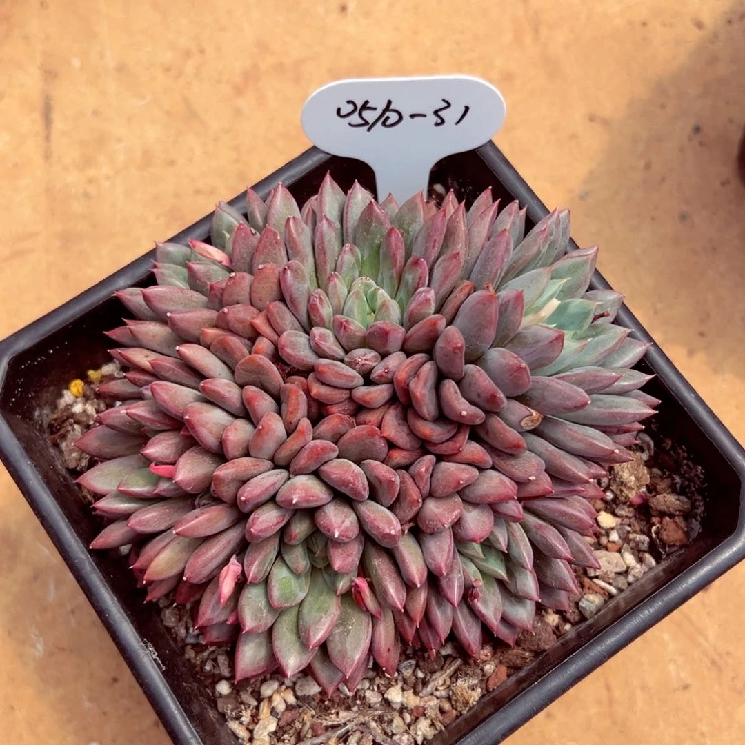 以*0510-31如烟多肉