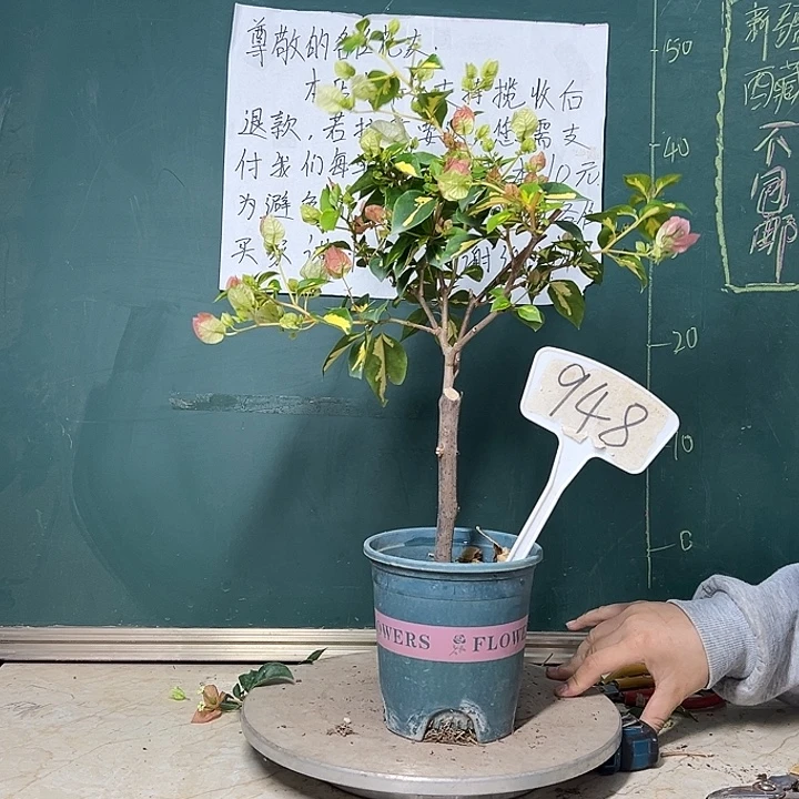 完全开放     金心橙白 948