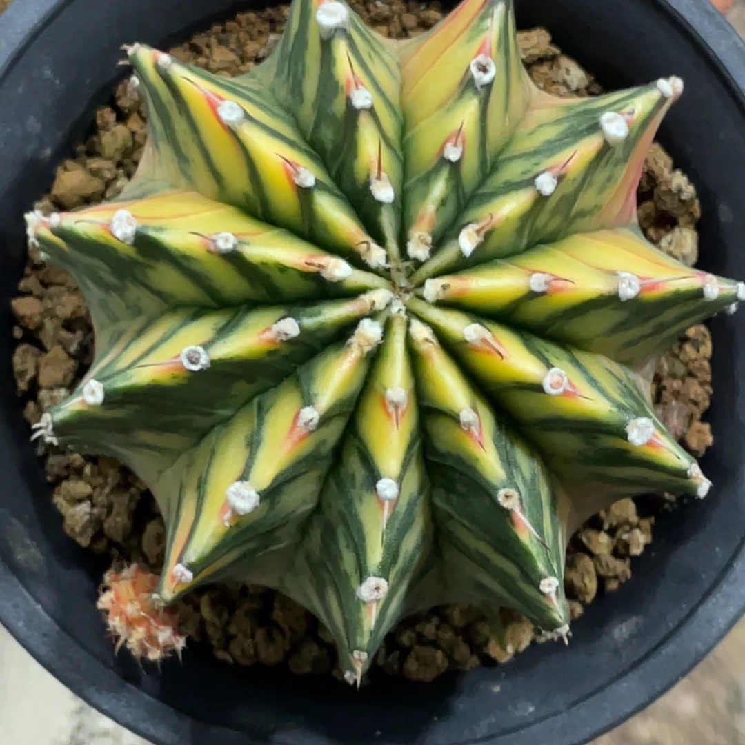 当前无花朵，栽培后可花朵斑马肋骨锦