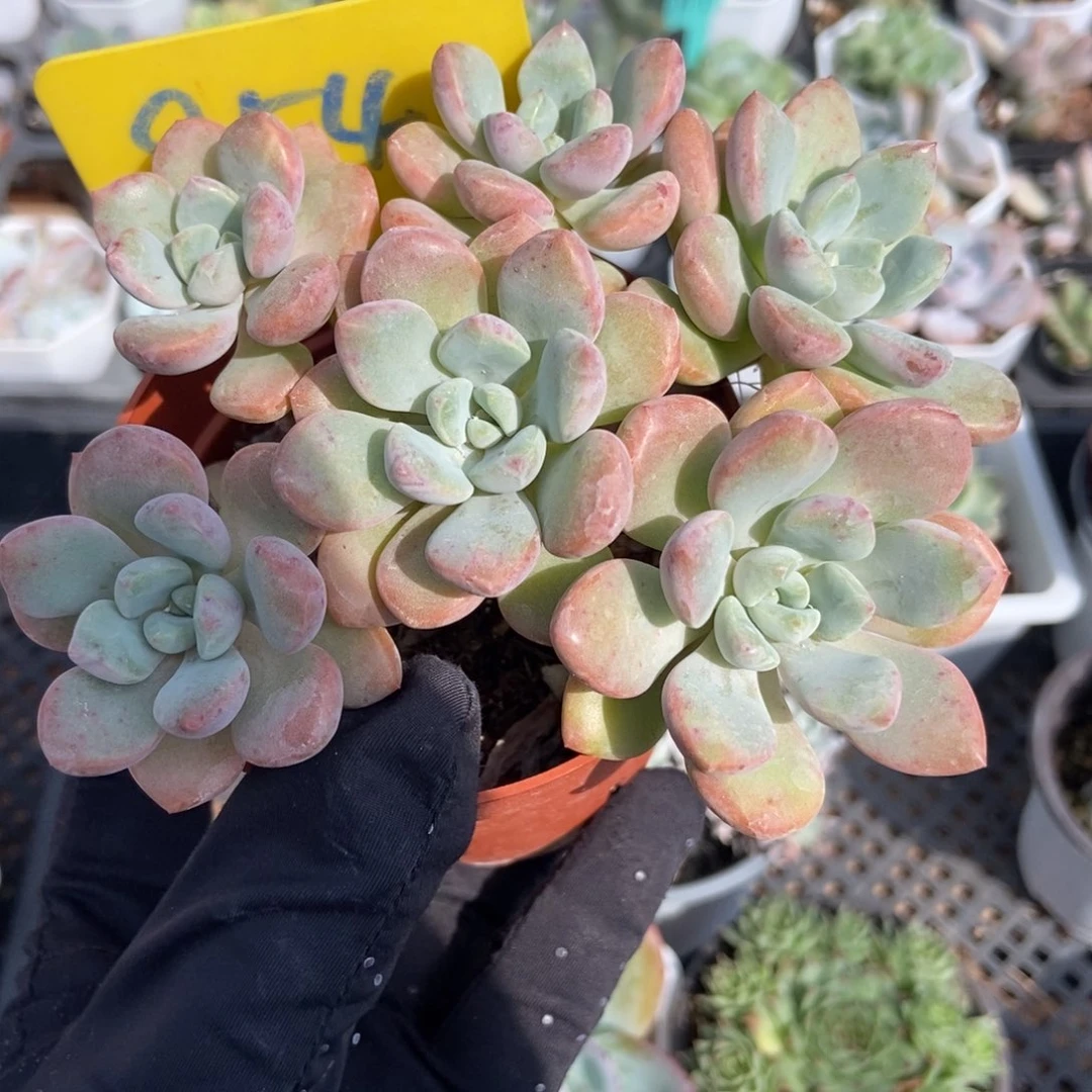 954花瓣路多肉植物