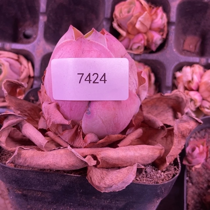 冷***Z7424山地玫瑰花群