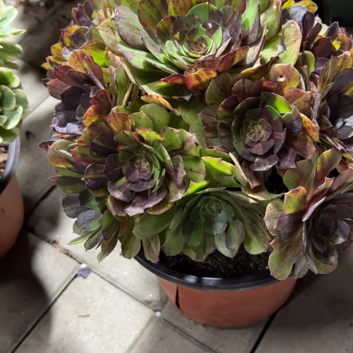 墨染多肉植物花花