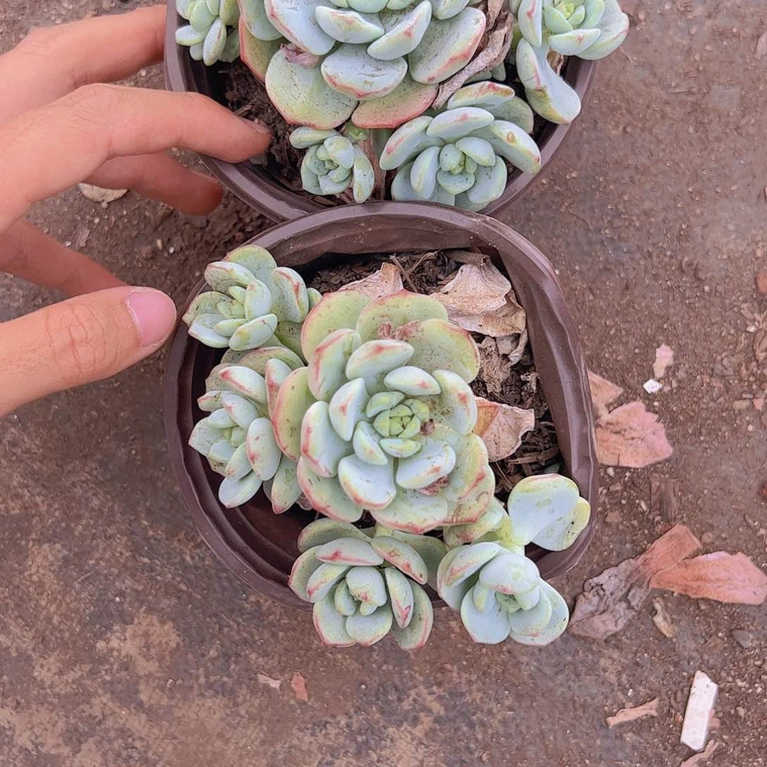 香草多头精控老桩二盆