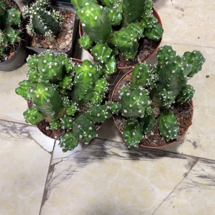 群生多头桃太郎一杯