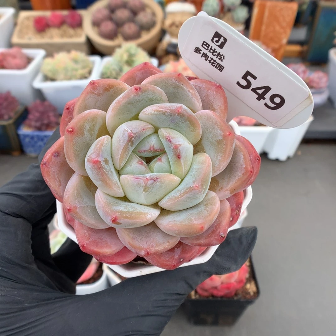 549糖心b06多肉多肉