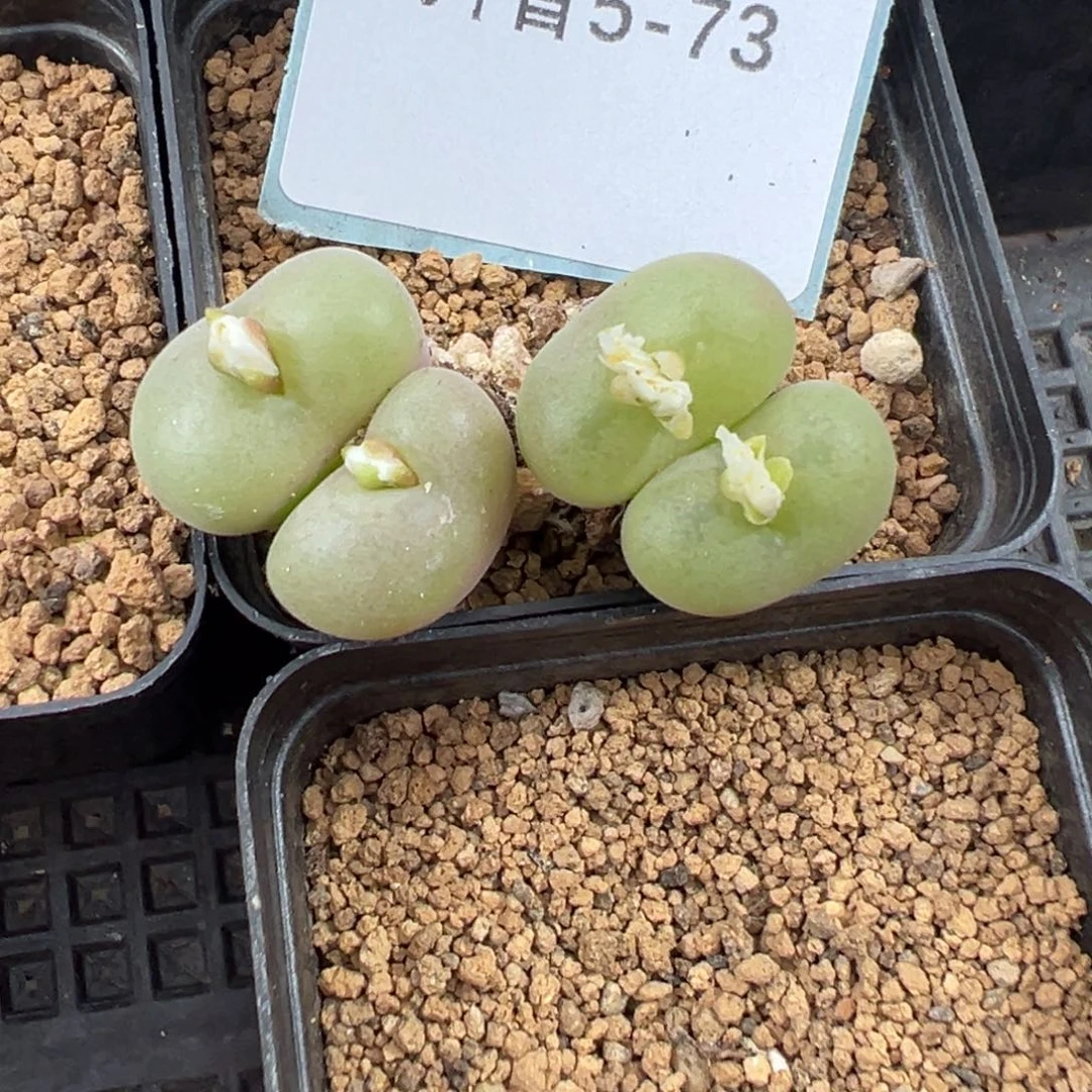 5-73量拍双头母本空卡佛一颗