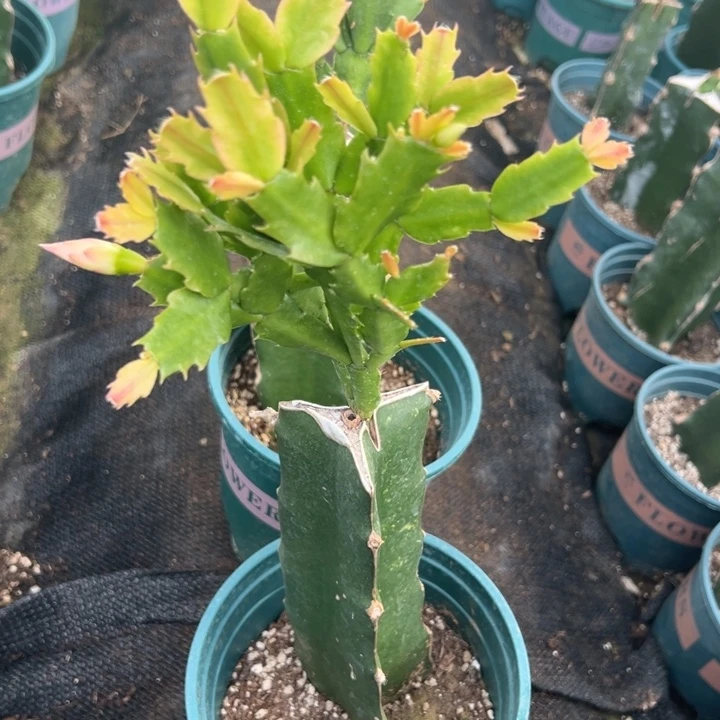 柠***)8号2099双重惊喜花多00000