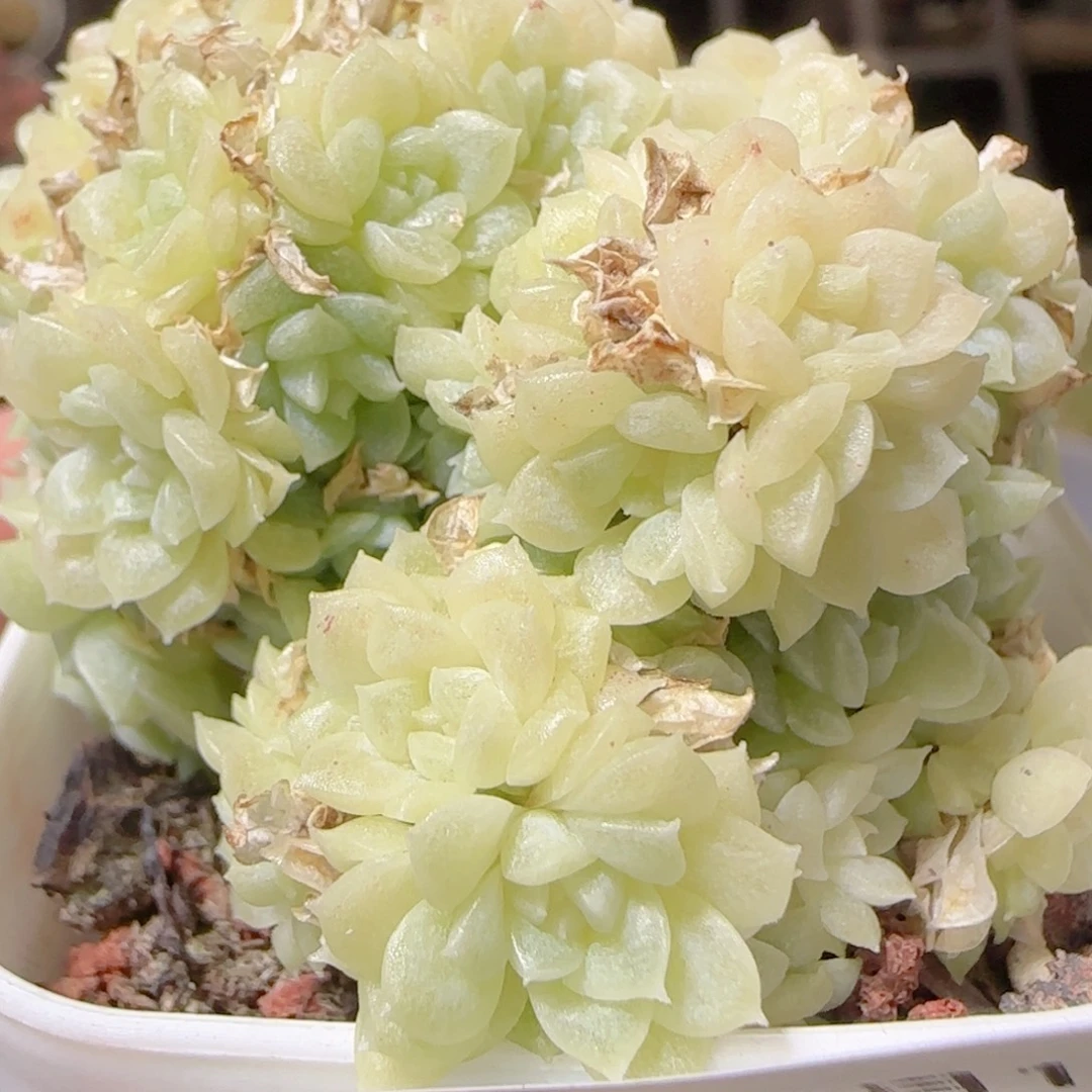 花语多肉1216-94散