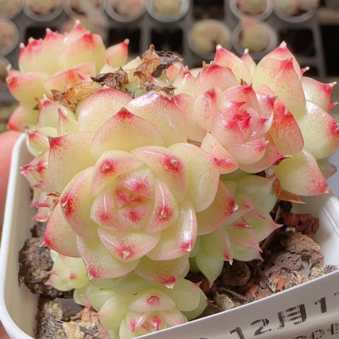 花语多肉1217-159散