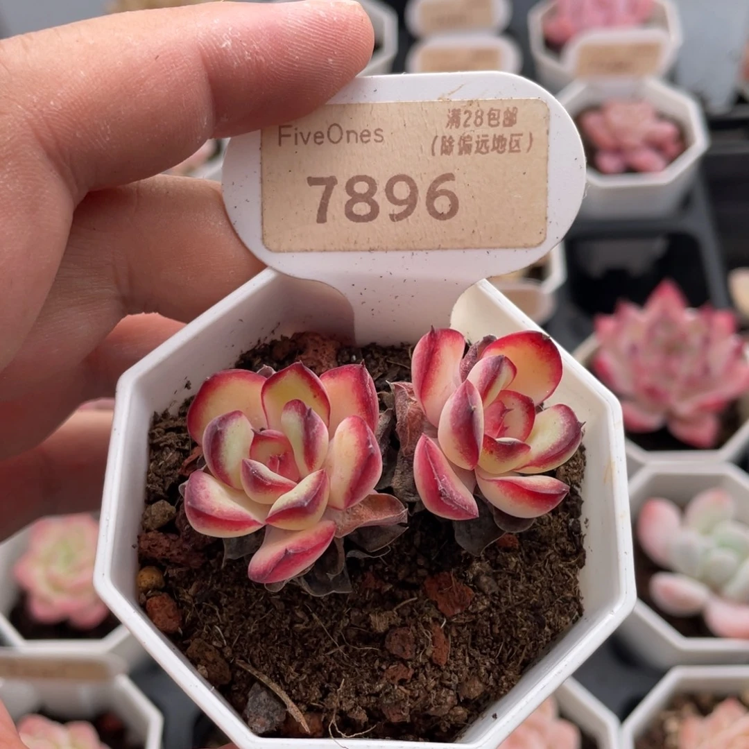 肉酱玫瑰7896-5厘米