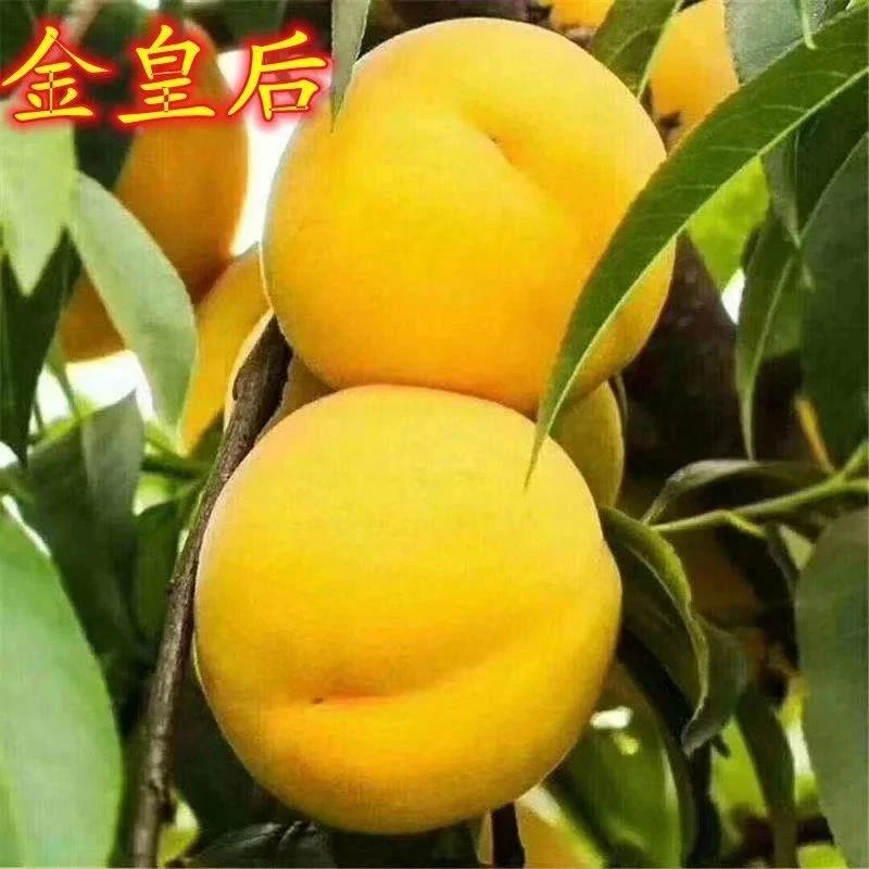 正宗金皇后黄桃树苗嫁接黄桃苗南方北方种植晚熟离核金皇后黄桃苗