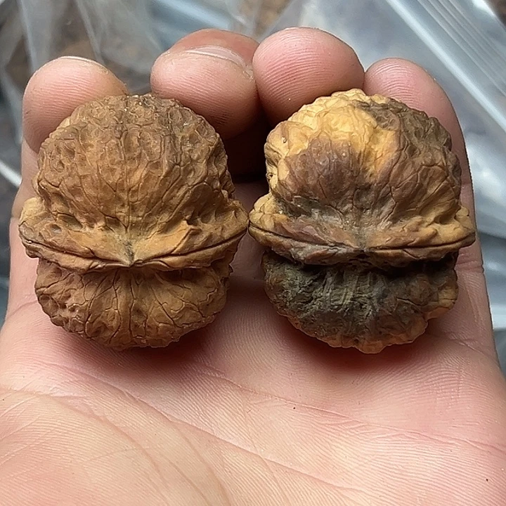 把件文玩核桃7号七彩蛤蟆40尺