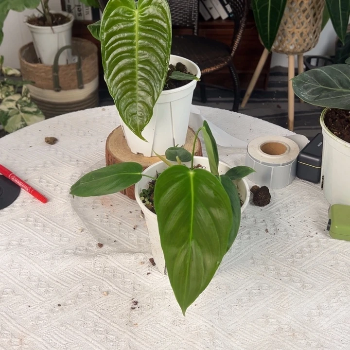 不开花植物【福利组合】极密火鹤王叶长20/Pe叶长18