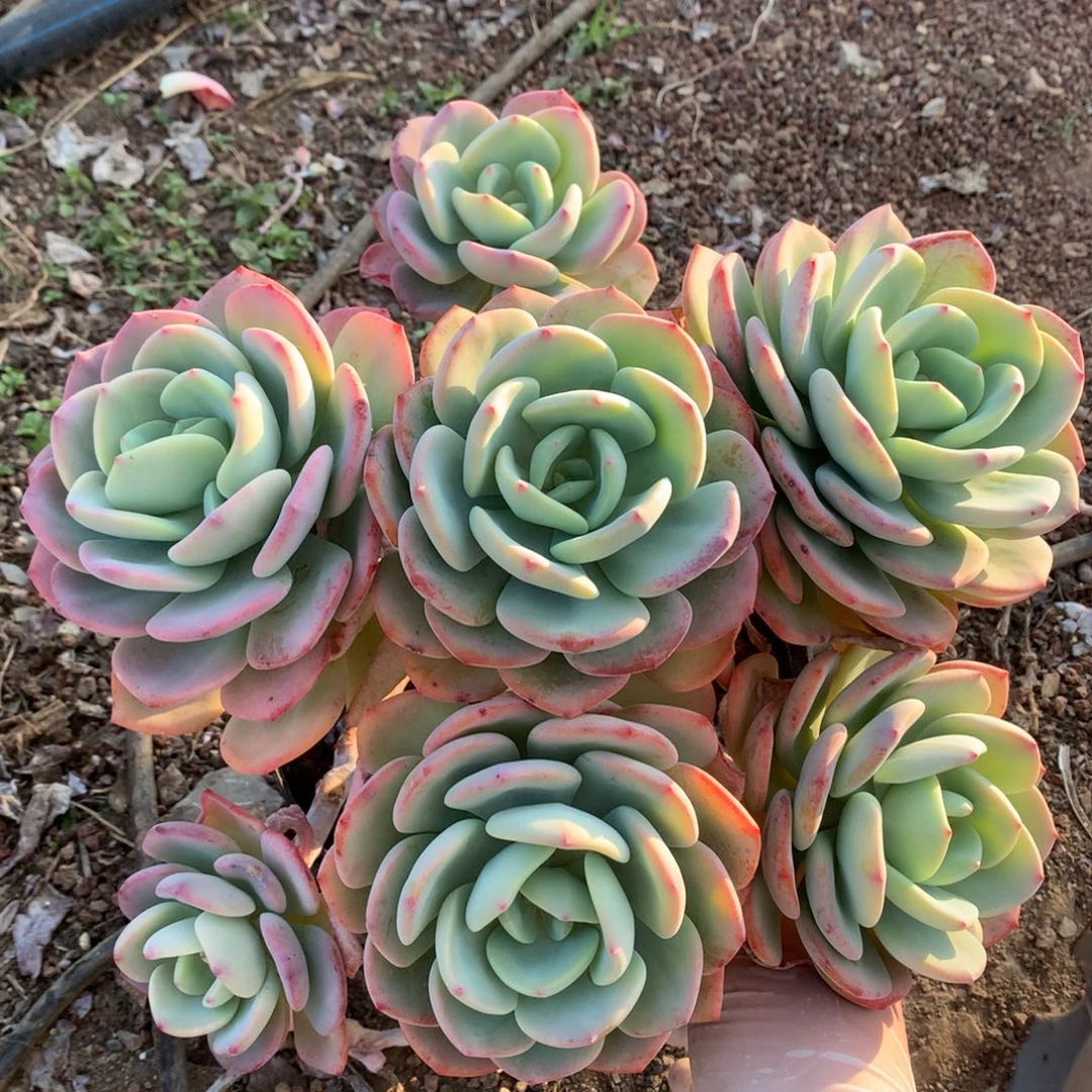 白月光多肉一物一拍