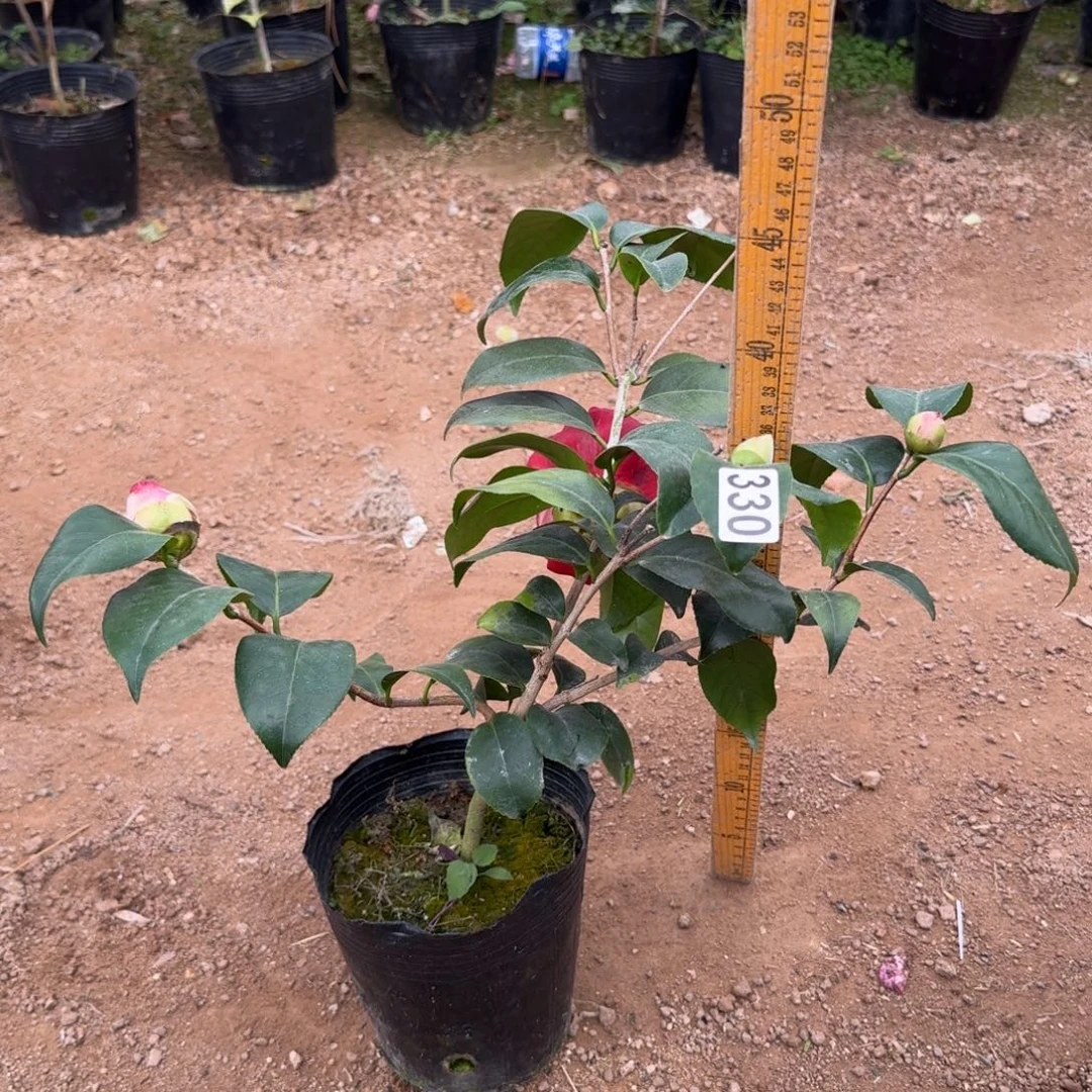 少量花朵（建议范围：2朵-5朵 或40%以下）330云斑白斑少