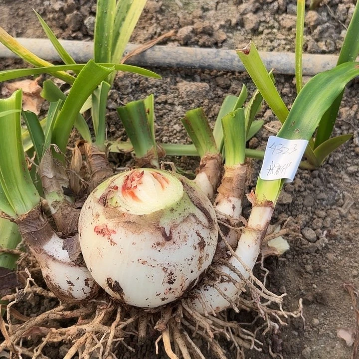 用****1糖果戴斯9左右带侧4323