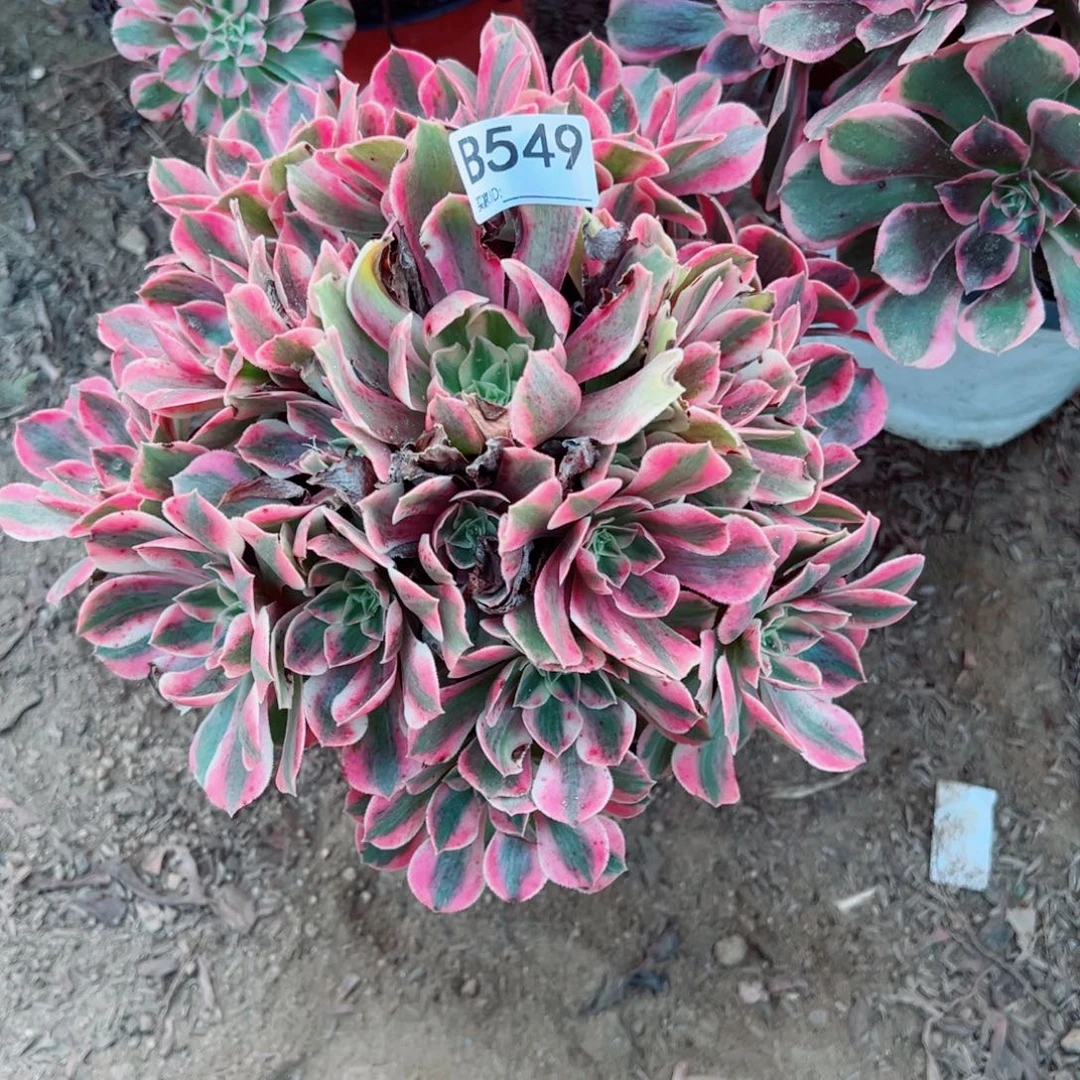 549女妖多肉植物法师