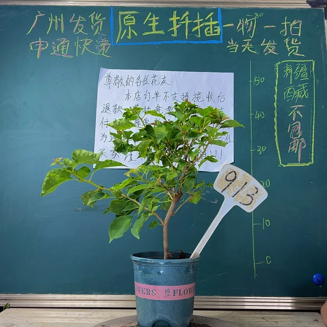 当前无花栽培后可以开花  橙九月  913