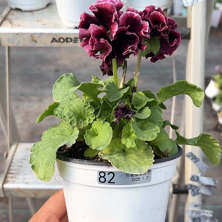 红陶抖音直播闪拍83