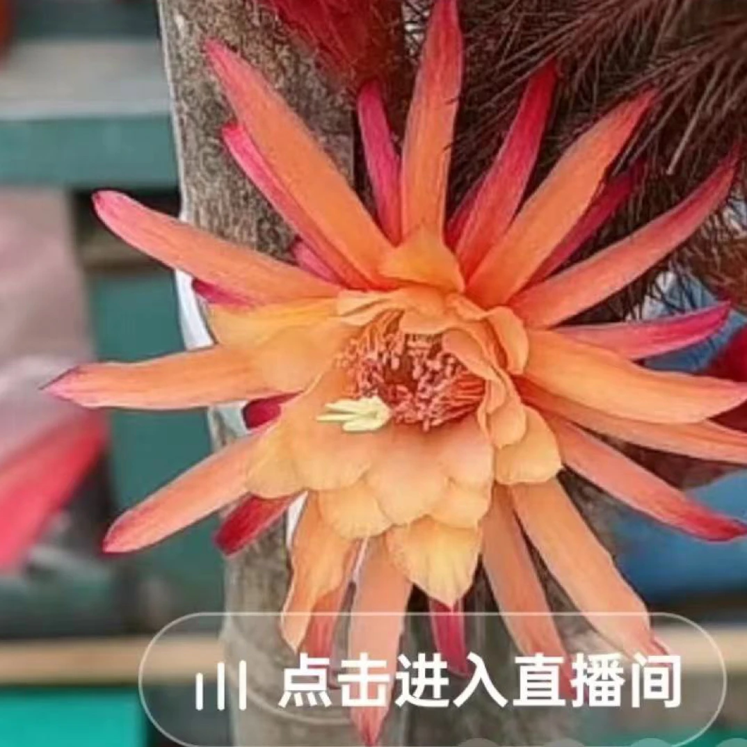 头盔直立仙人球室内外好养开花防辐射小盆栽