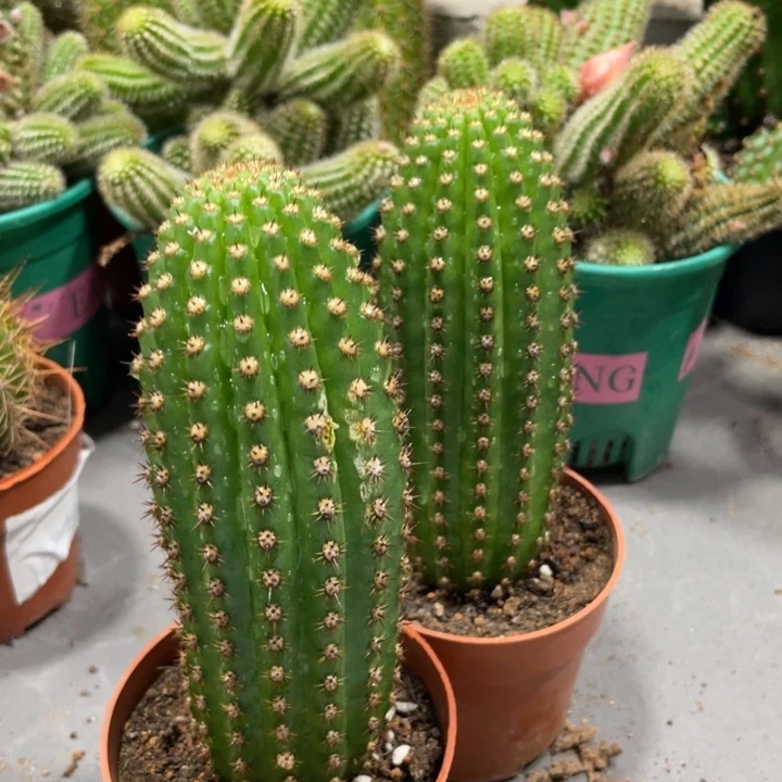 自根超级杏毛花住一杯