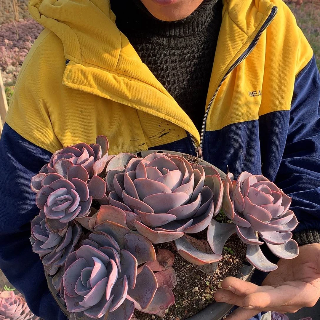 胖哥多肉推荐 6头起尘埃玫瑰22.8